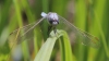 IMG_1183 Orthetrum brunneum male